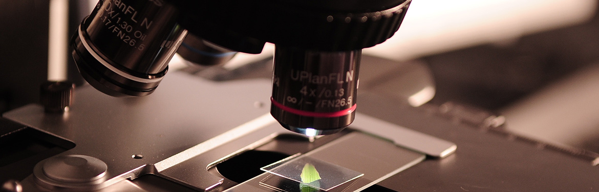 Microscope with sample